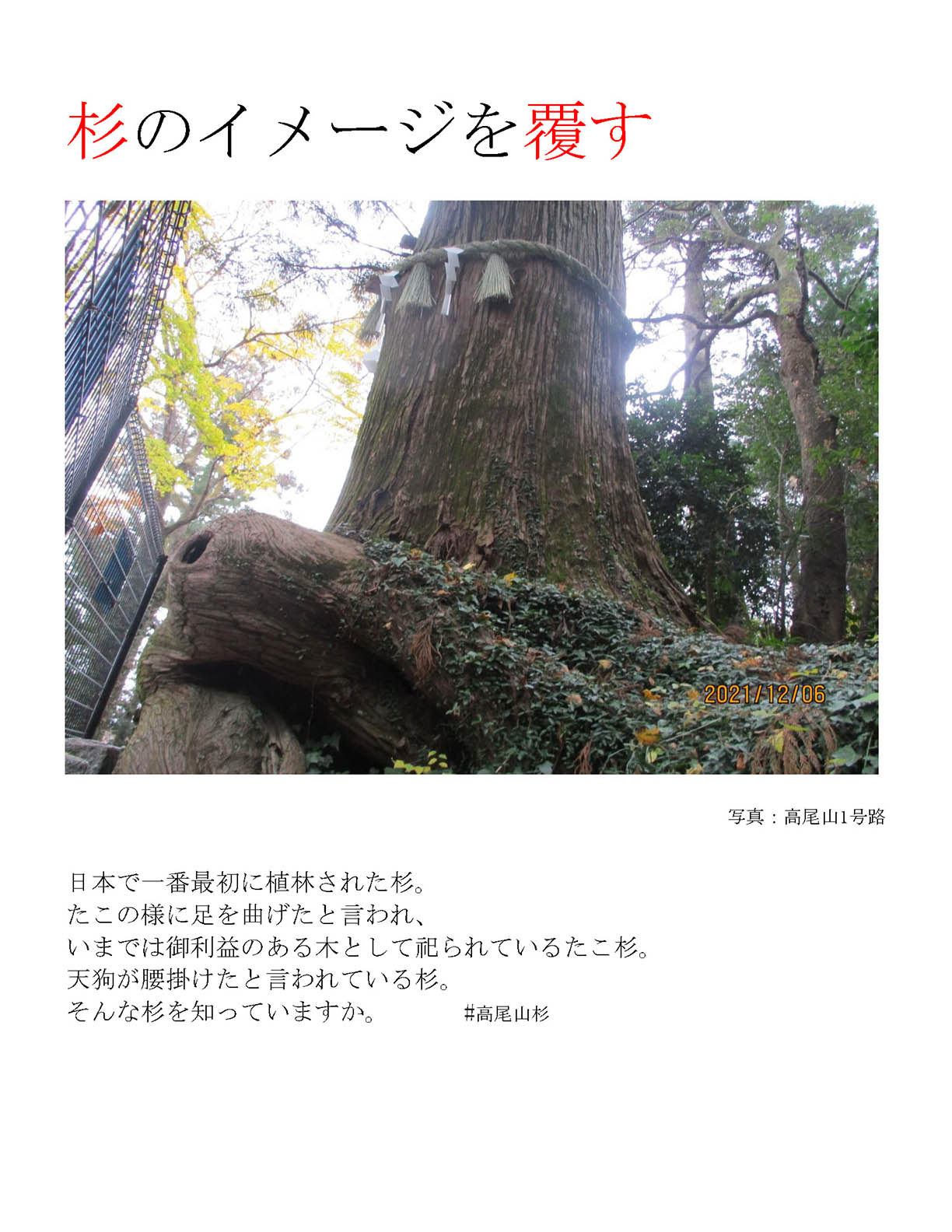 杉のイメージを覆す